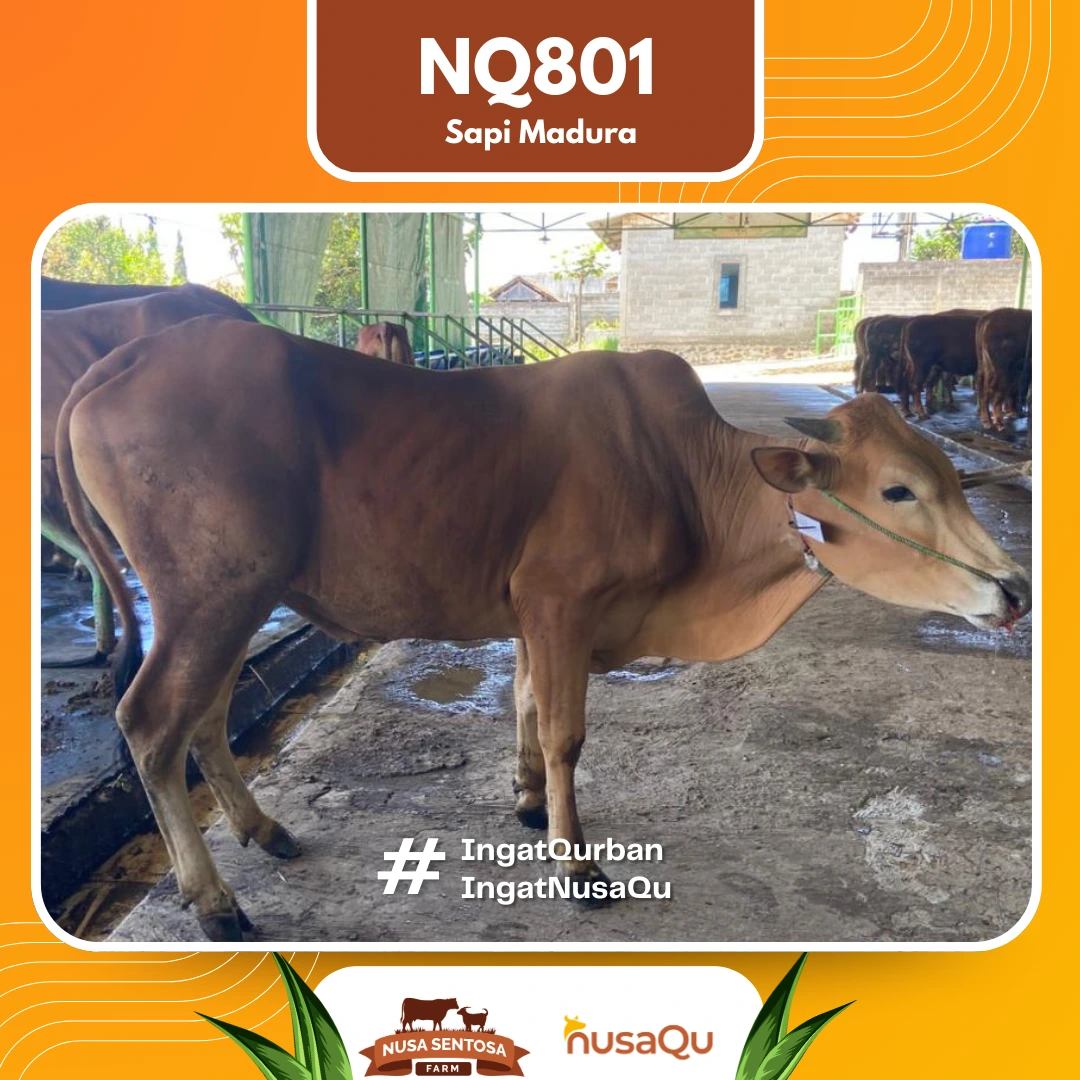 Sapi Madura Ekonomis NQ801 - Qurban dan Aqiqah