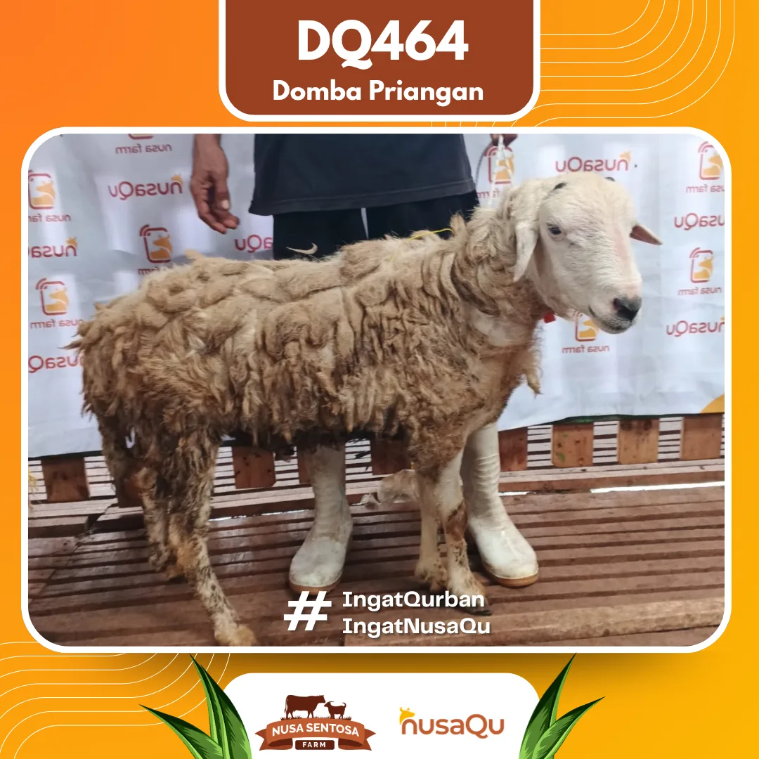 Domba Priangan Ekonomis - Qurban dan Aqiqah