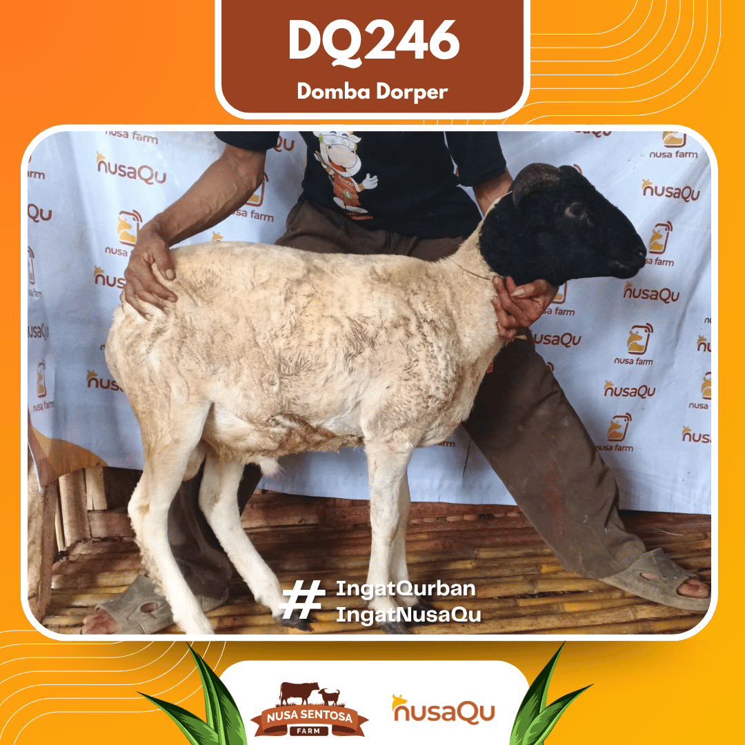 Domba Dorper DQ246 - Qurban dan Aqiqah