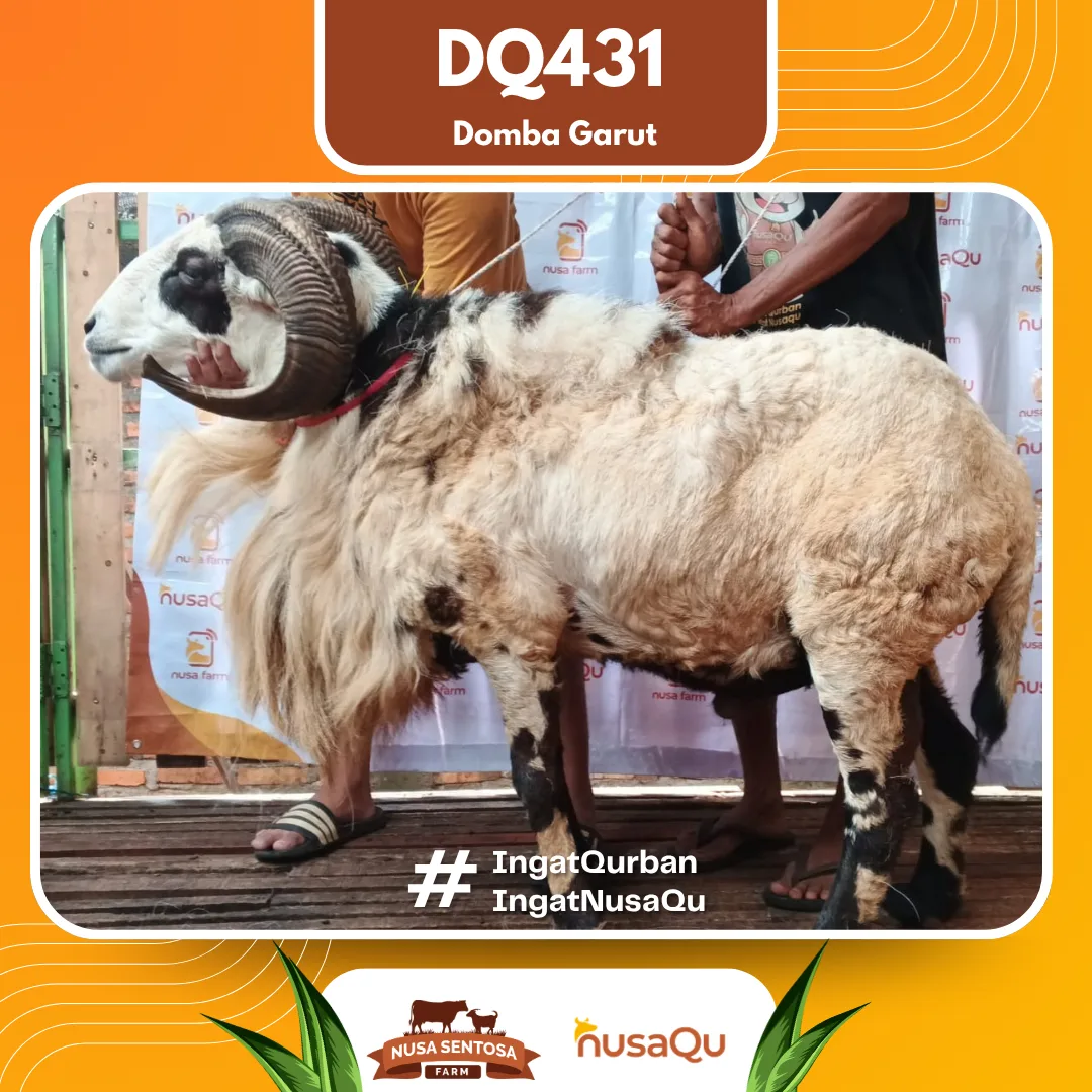 Domba Garut Premium Super - Qurban dan Aqiqah