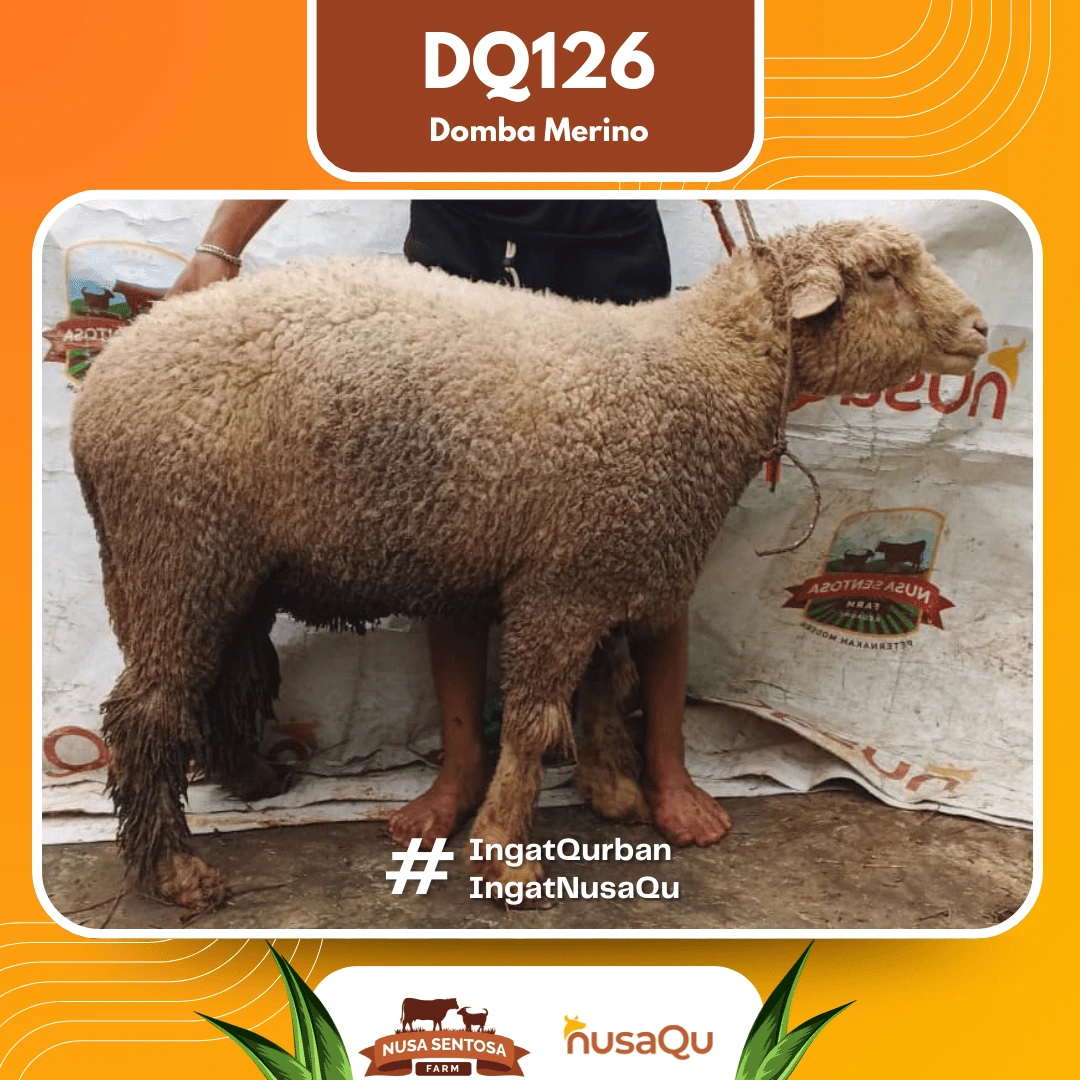 Domba Merino Premium Super - Qurban dan Aqiqah