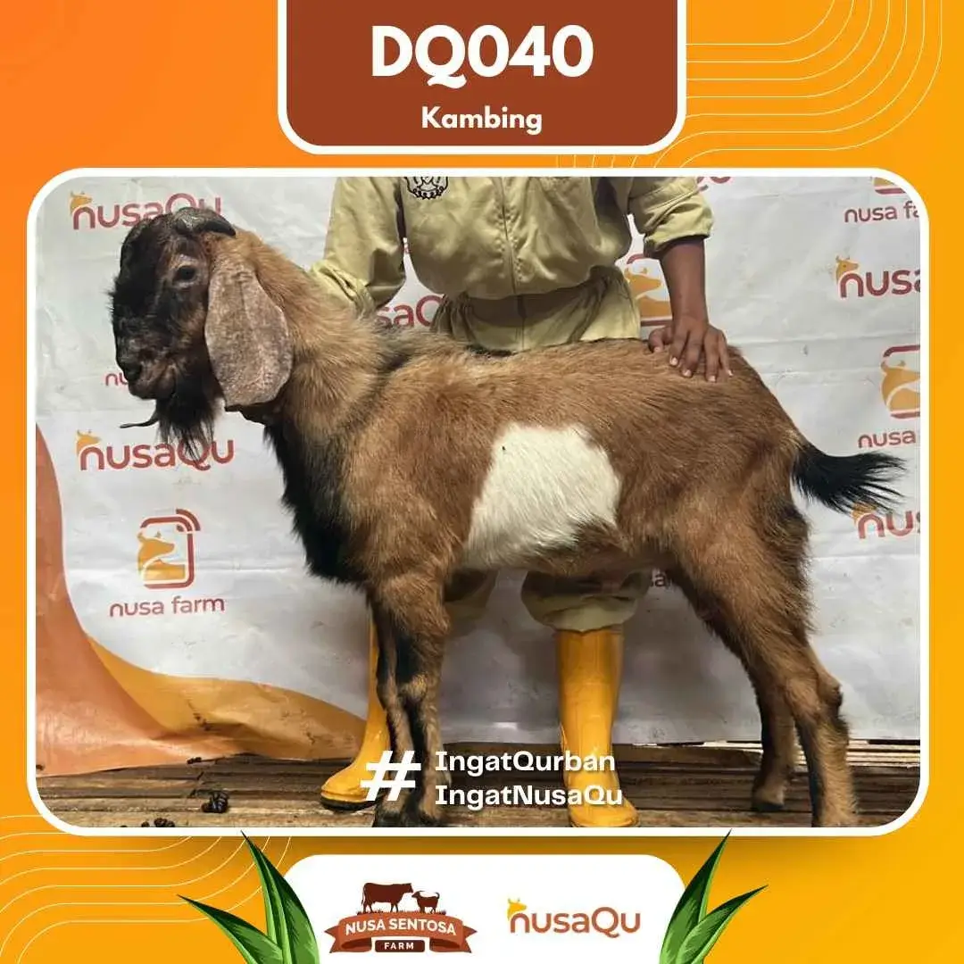 kambing Qurban Premium - Qurban dan Aqiqah