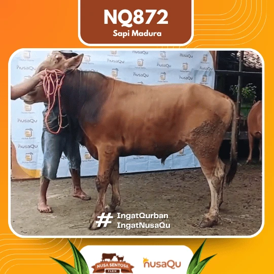 Sapi Madura Ekonomis NQ872 - Qurban dan Aqiqah
