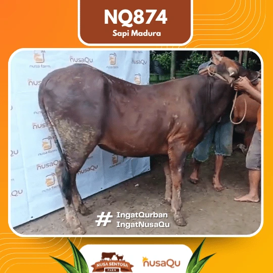 Sapi Madura Ekonomis NQ874 - Qurban dan Aqiqah