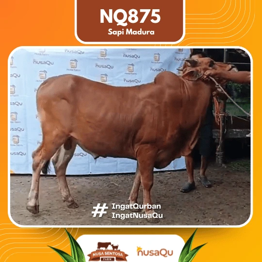 Sapi Madura Ekonomis NQ875 - Qurban dan Aqiqah