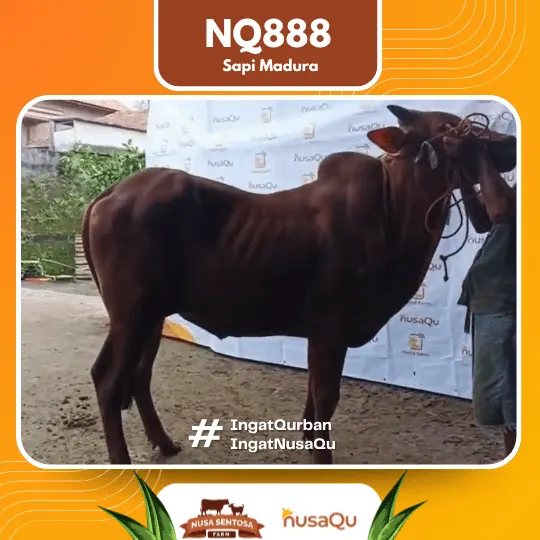 Sapi Madura Ekonomis NQ888 - Qurban dan Aqiqah