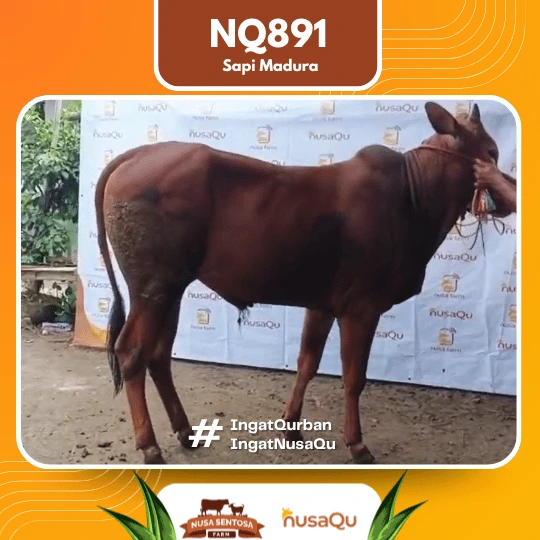 Sapi Madura Ekonomis NQ891 - Qurban dan Aqiqah