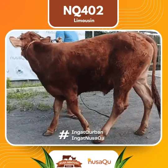 Sapi limousin ekonomis NQ402 - Qurban dan Aqiqah