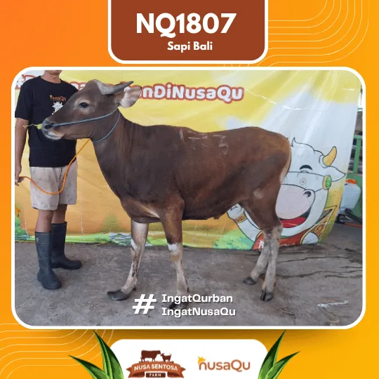 Sapi Bali Ekonomis Klaten - Qurban dan Aqiqah