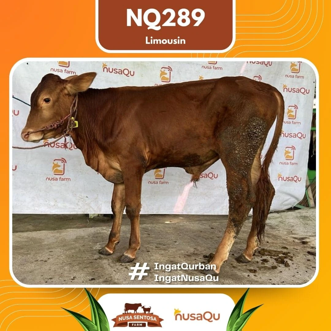 Sapi Limousin Ekonomis NQ289 - Qurban dan Aqiqah