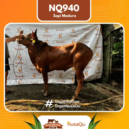 Sapi Madura Ekonomis Bogor - Qurban dan Aqiqah