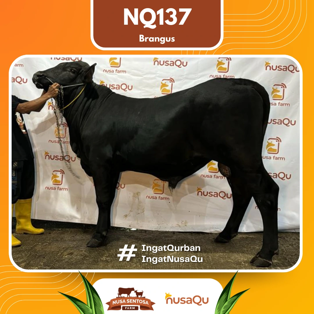 Sapi Brangus Medium NQ137 - Qurban dan Aqiqah