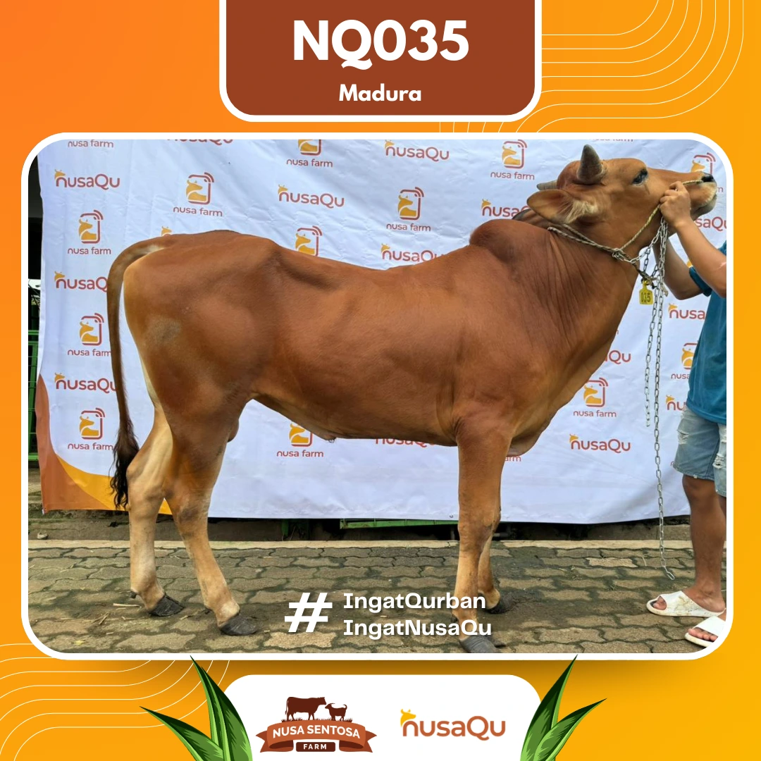 Sapi Madura Medium NQ035 - Qurban dan Aqiqah