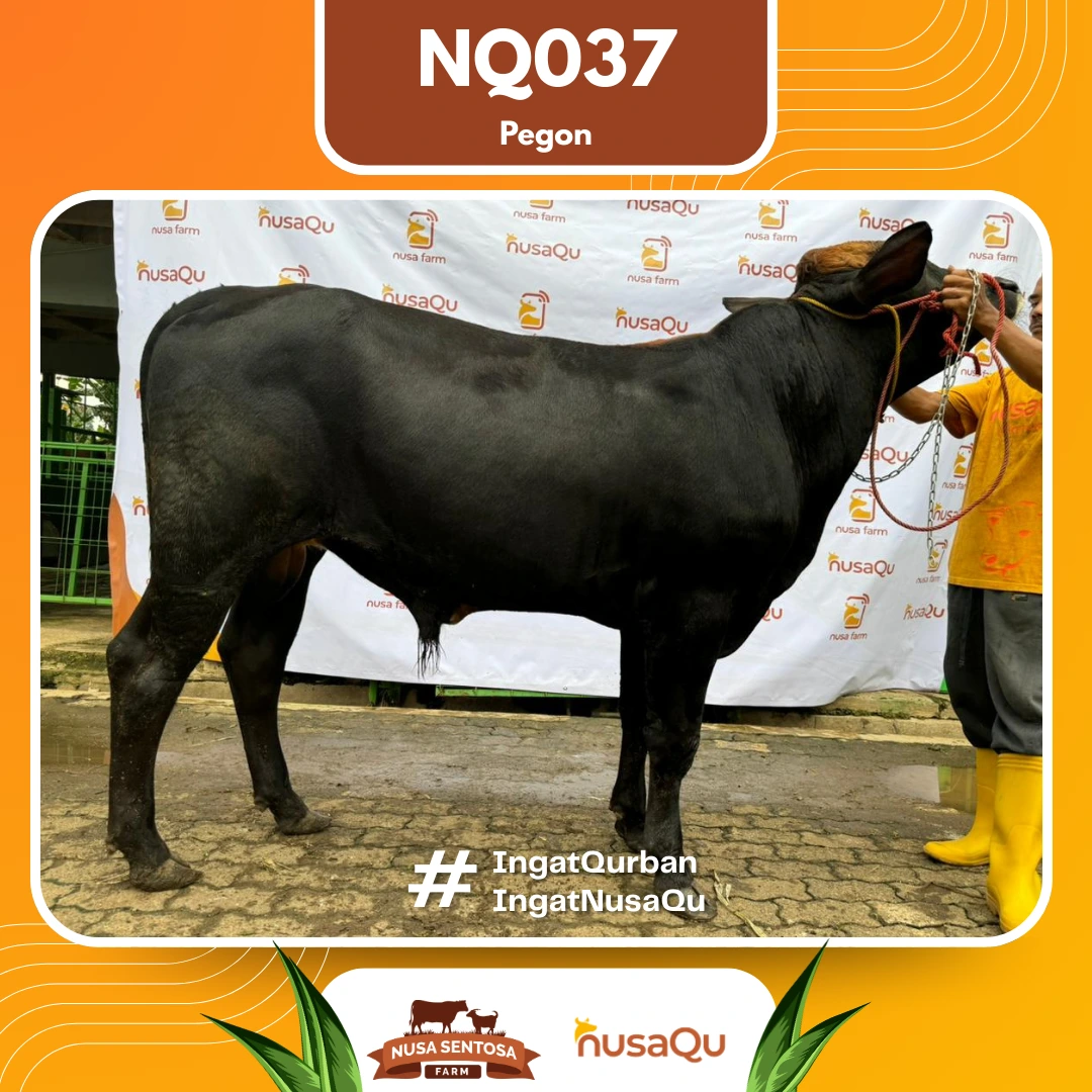 Sapi Pegon Medium NQ037 - Qurban dan Aqiqah