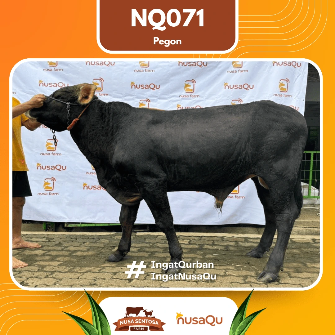 Sapi Pegon Medium NQ071 - Qurban dan Aqiqah