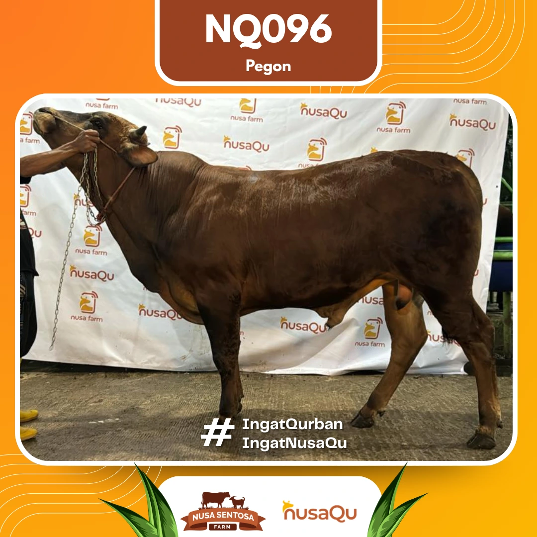 Sapi Pegon Medium NQ096 - Qurban dan Aqiqah