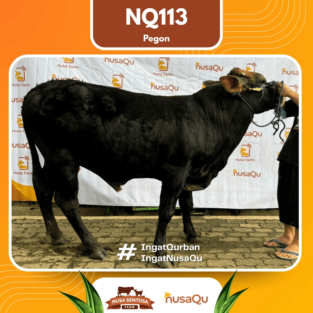 Sapi Pegon Medium NQ113 - Qurban dan Aqiqah