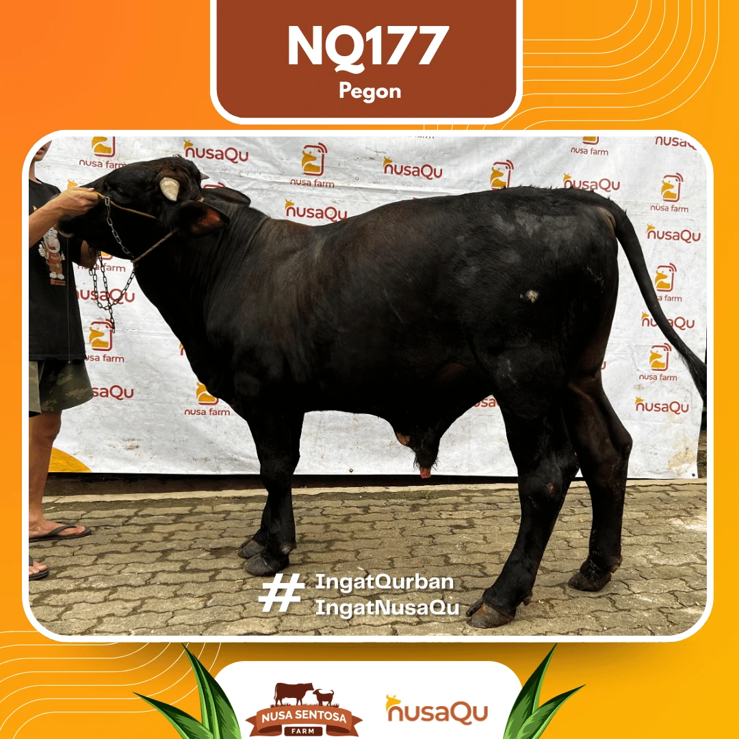 Sapi Pegon Medium NQ177 - Qurban dan Aqiqah