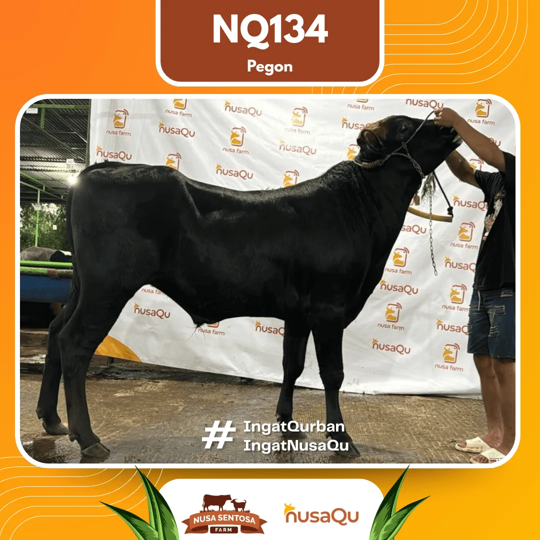 Sapi Pegon Medium Bogor - Qurban dan Aqiqah