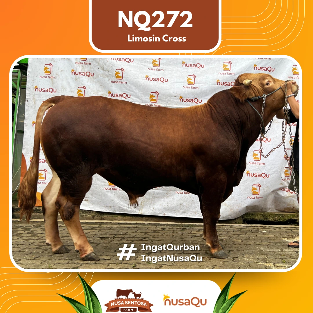 Sapi Limosin Cross NQ272 - Qurban dan Aqiqah