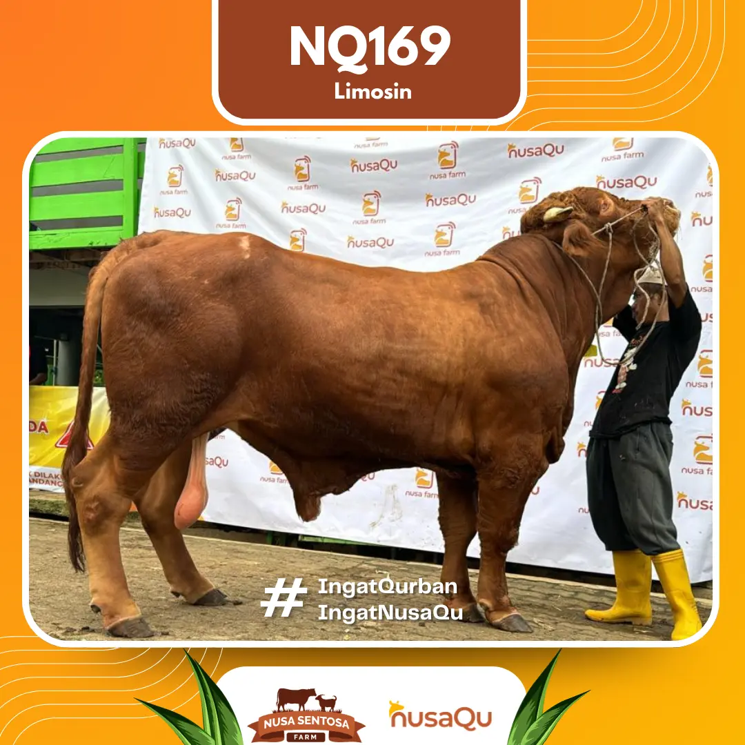 Sapi Limousin Premium - Qurban dan Aqiqah
