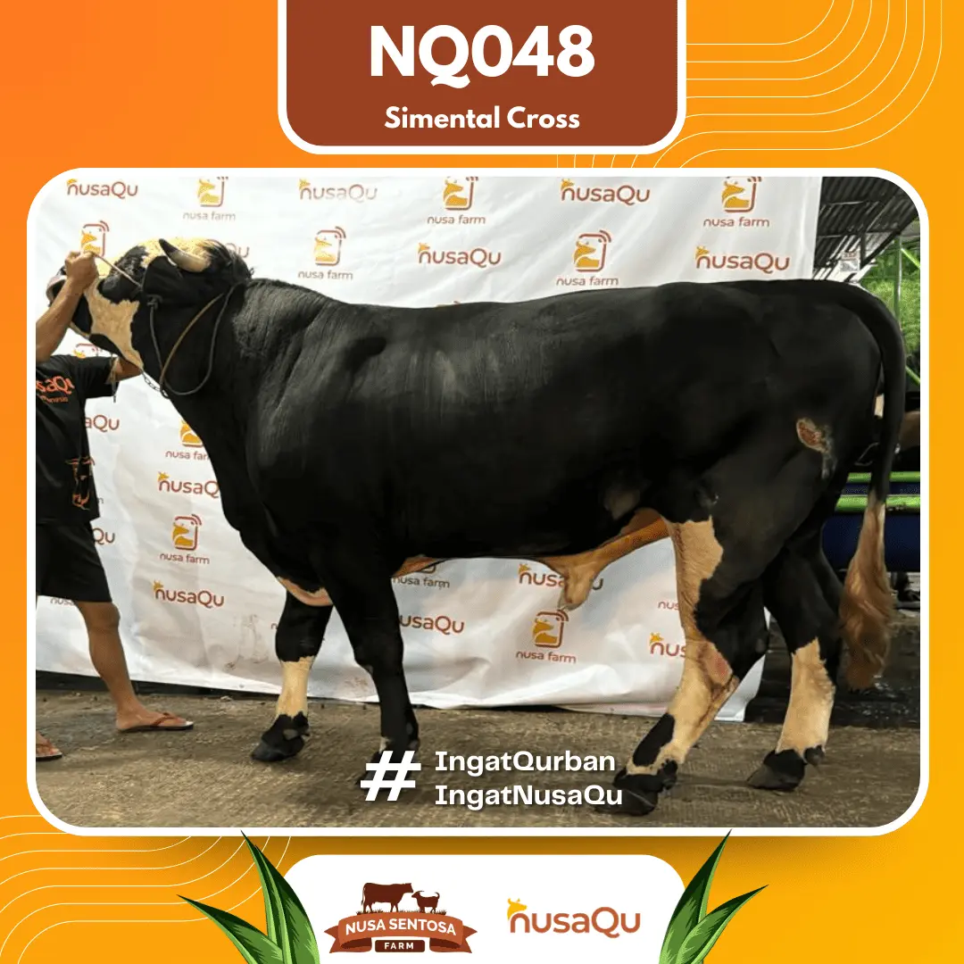 Sapi Simental Cross Premium Bogor - Qurban dan Aqiqah