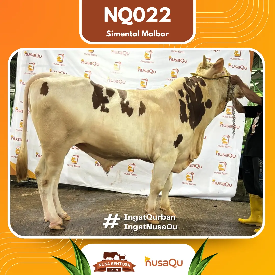 Sapi Simental Malbor Premium Bogor - Qurban dan Aqiqah