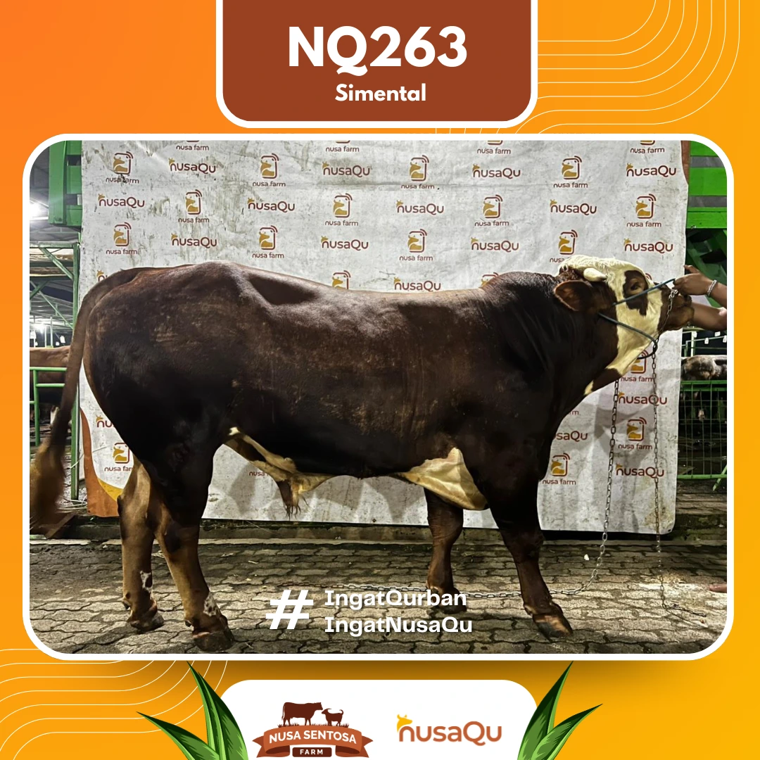 Sapi Simental Premium NQ263 - Qurban dan Aqiqah