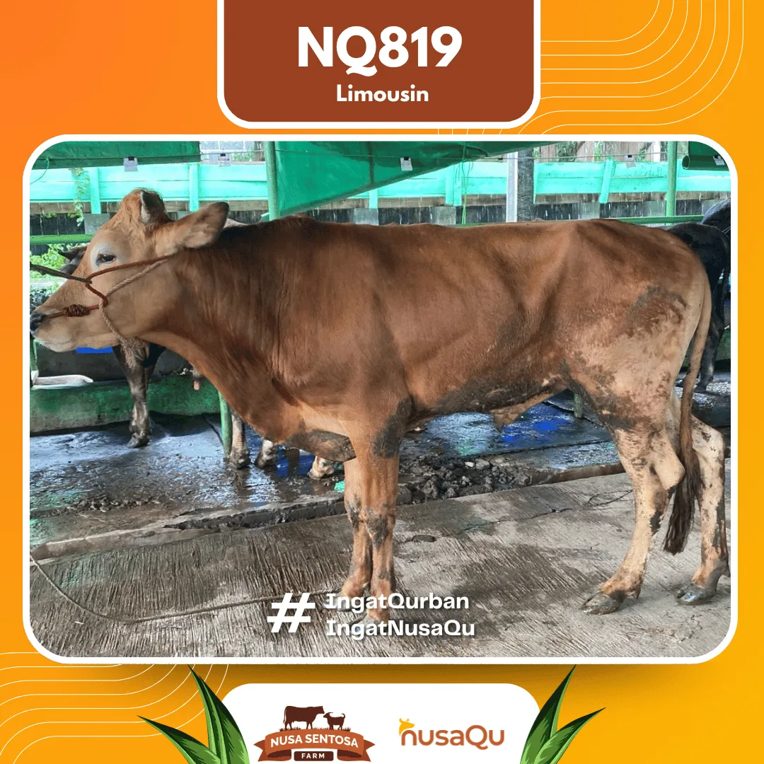 Sapi Limosin Premium Bandung - Qurban dan Aqiqah