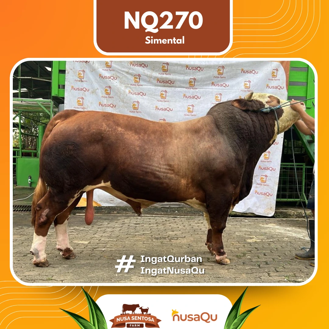 Sapi Simental Premium Jumbo - Qurban dan Aqiqah
