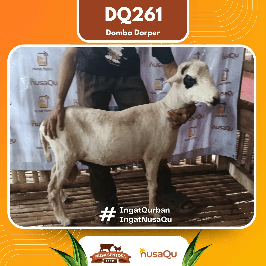 Domba Dorper DQ261 - Qurban dan Aqiqah