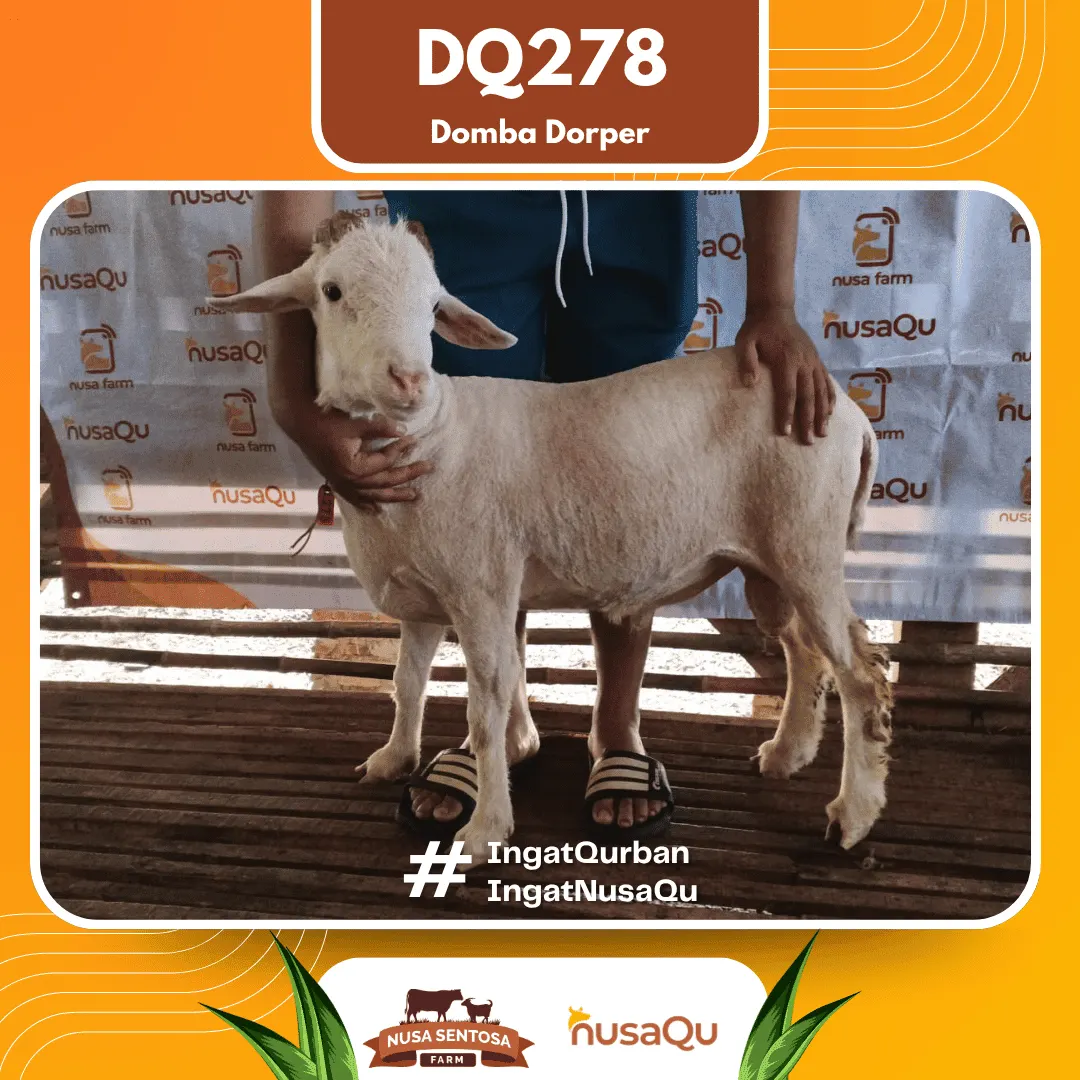 Domba Dorper DQ278 - Qurban dan Aqiqah