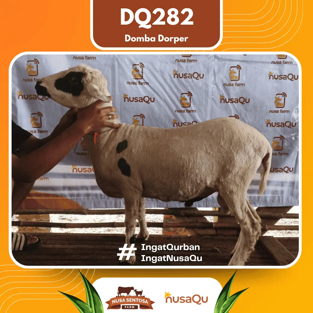 Domba Dorper DQ282 - Qurban dan Aqiqah