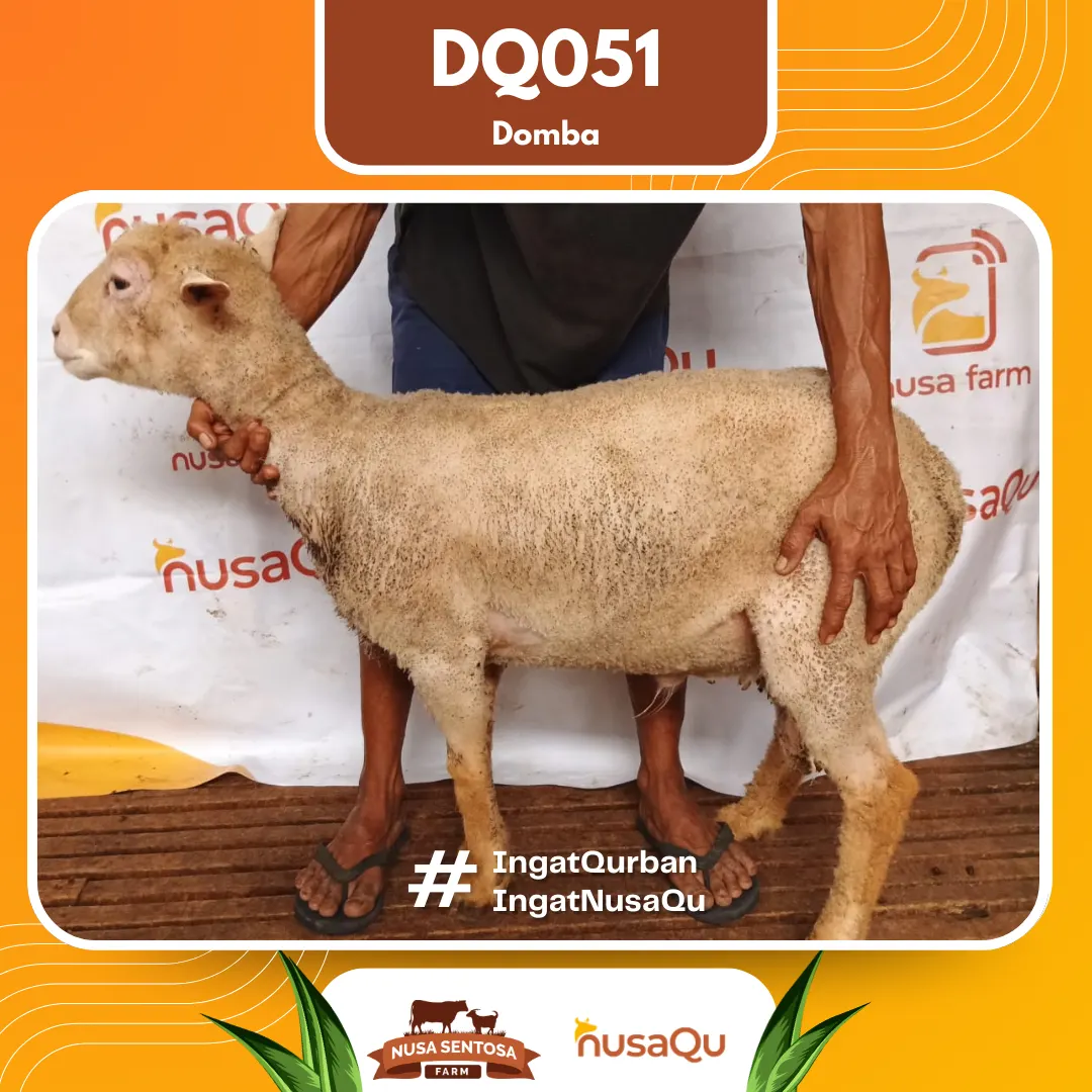 Domba DQ051 - Qurban dan Aqiqah