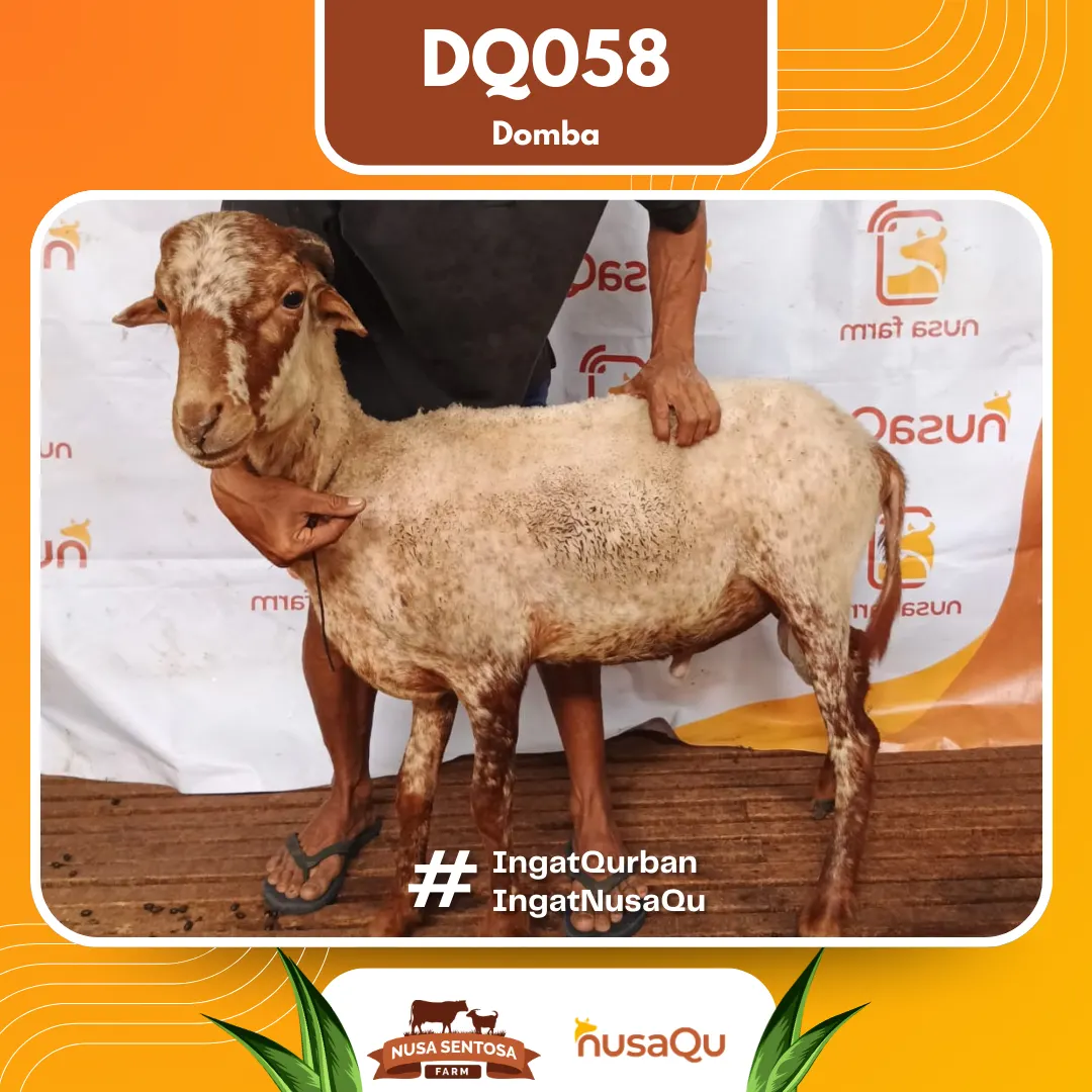 Domba DQ058 - Qurban dan Aqiqah