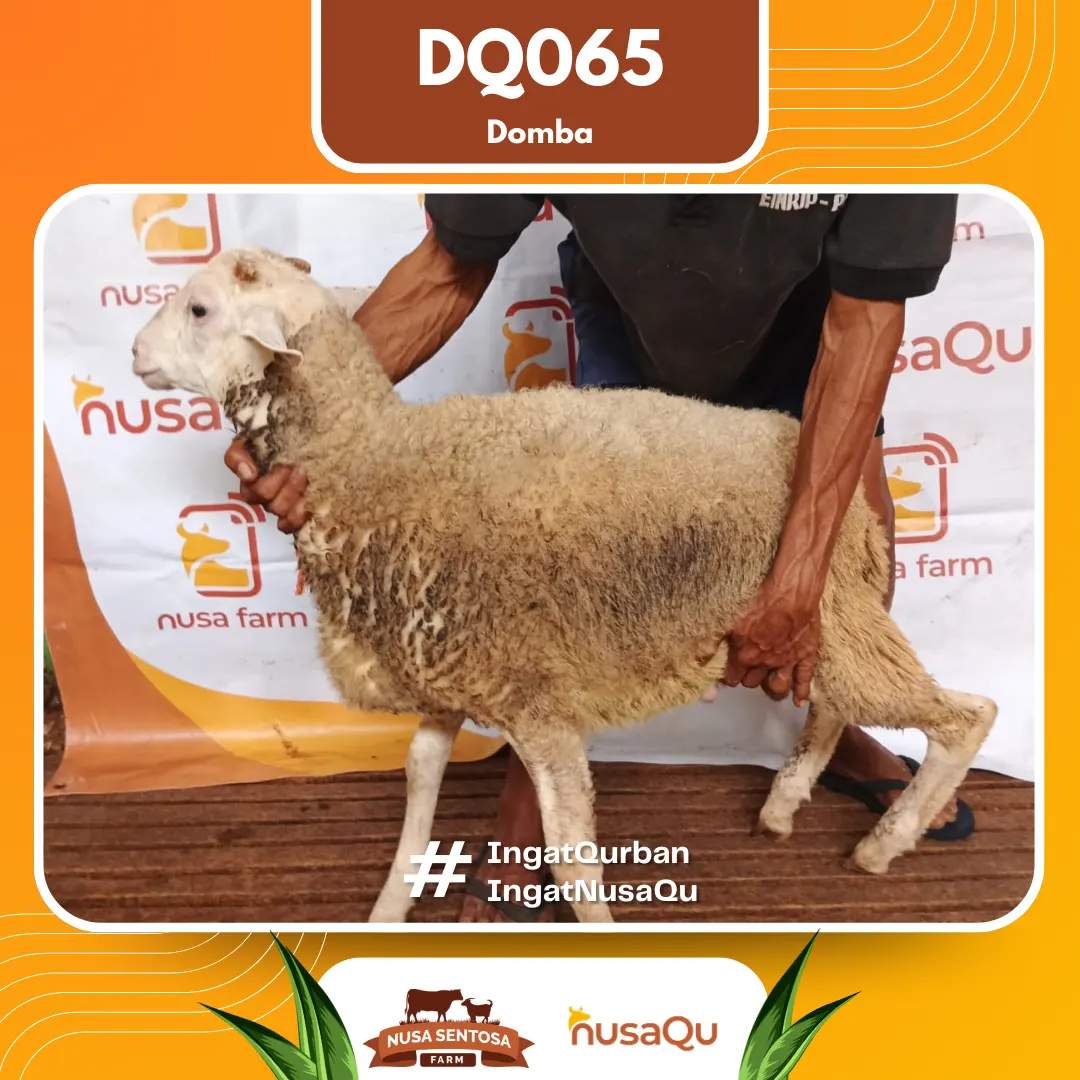 Domba DQ065 - Qurban dan Aqiqah