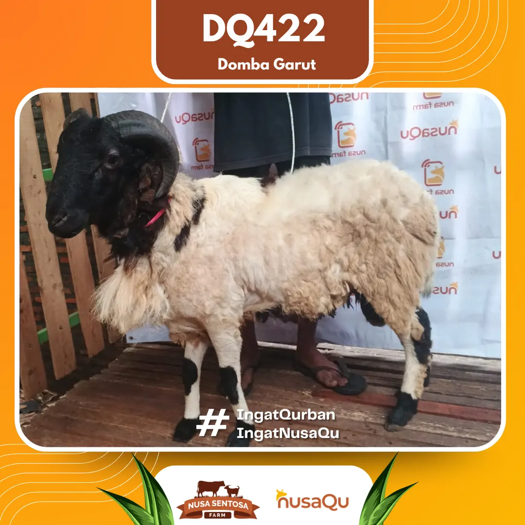 Domba Garut DQ422 - Qurban dan Aqiqah