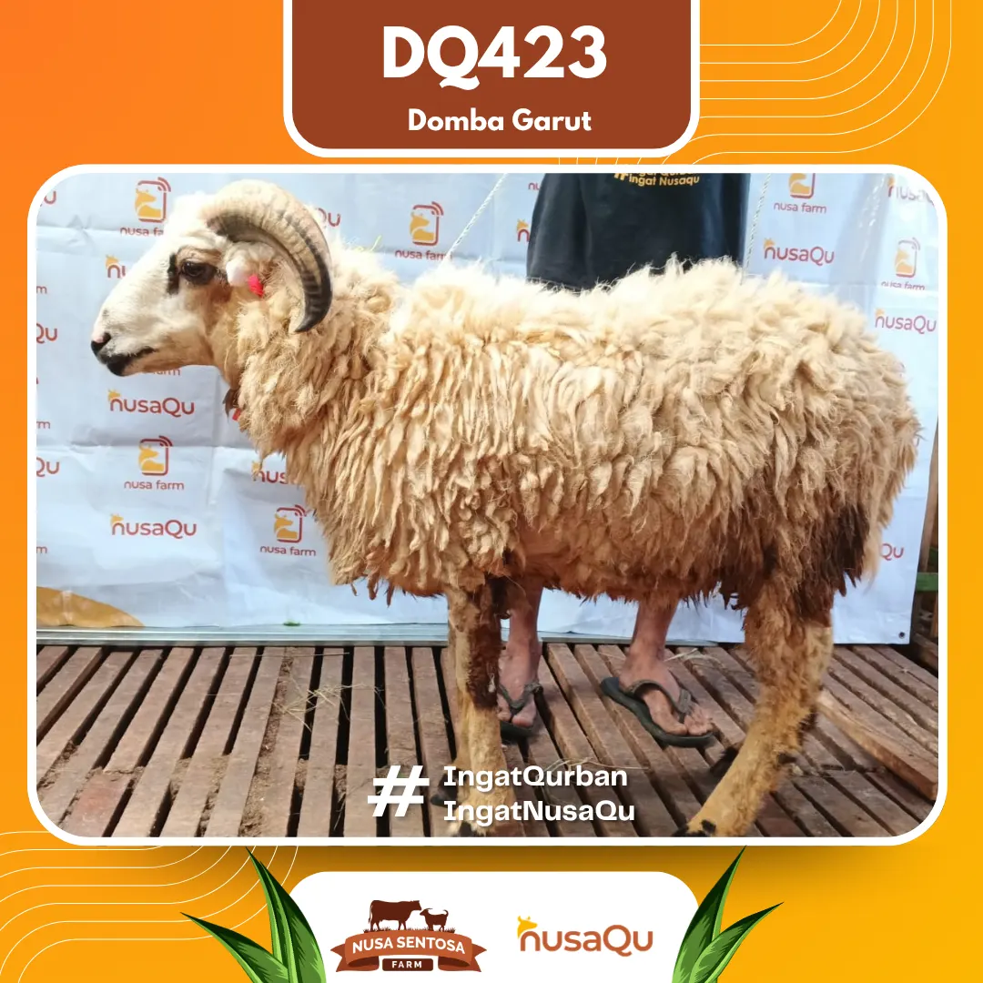 Domba Garut DQ423 - Qurban dan Aqiqah