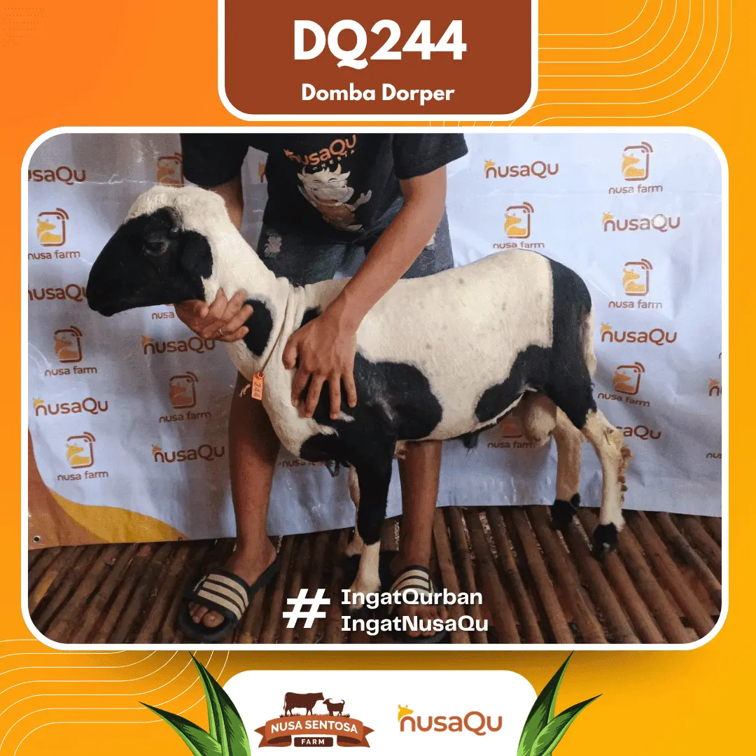 Domba Dorper DQ244 - Qurban dan Aqiqah